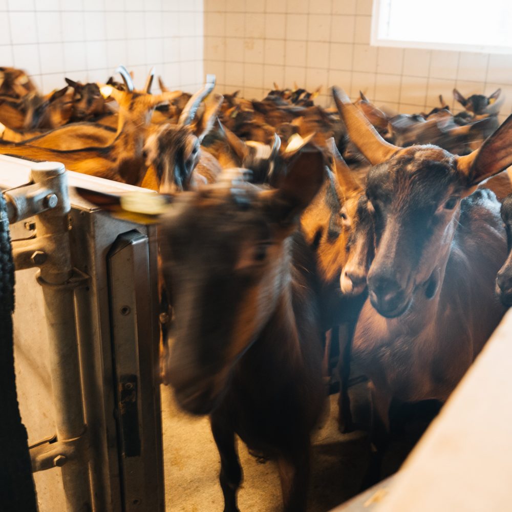 Visite de la Ferme La Borie D'Imbert à Rocamadour