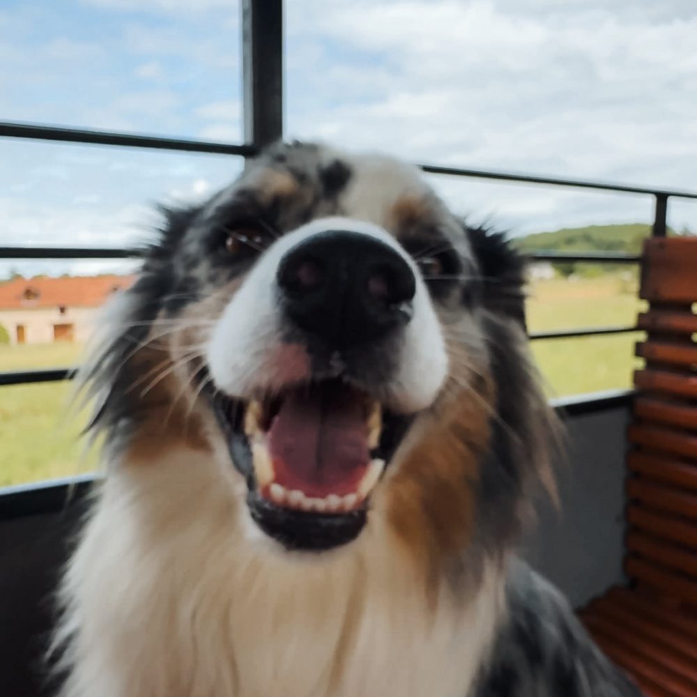 Tao chien voyageur heureux