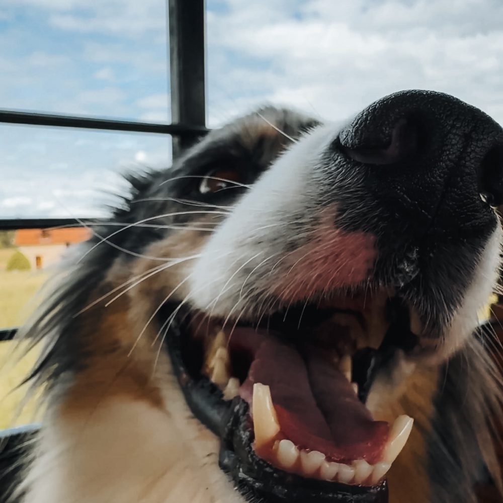 Partir en road trip avec son chien