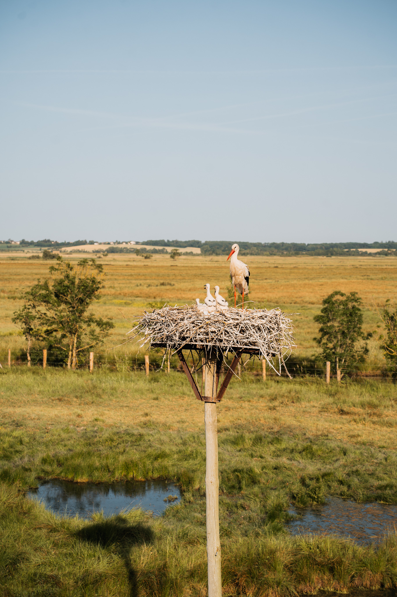 Où observer et photographier les oiseaux en Vendée ?