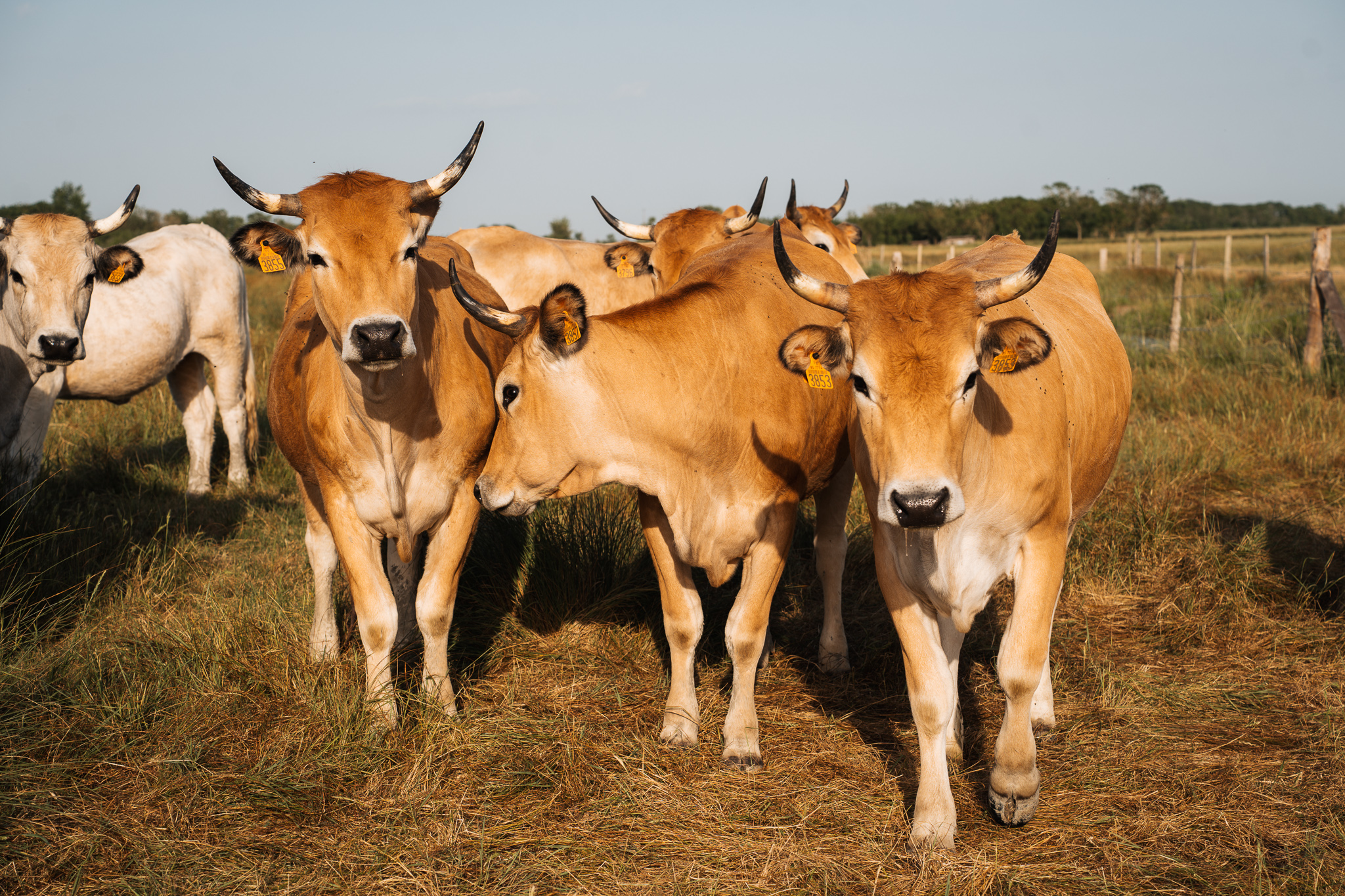 Ferme de Dixmerie Vendée