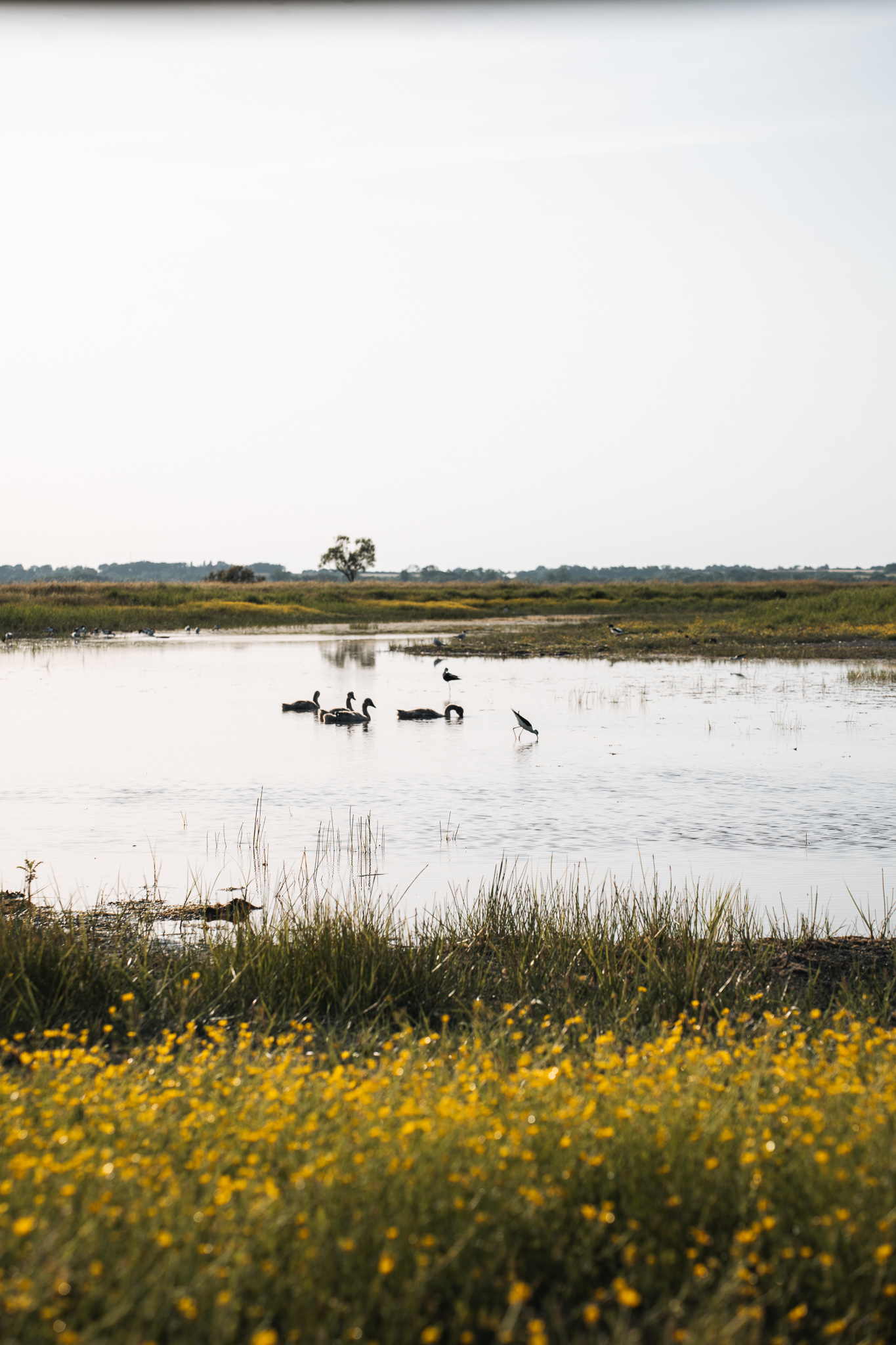 Où observer les oiseaux en Vendée ?