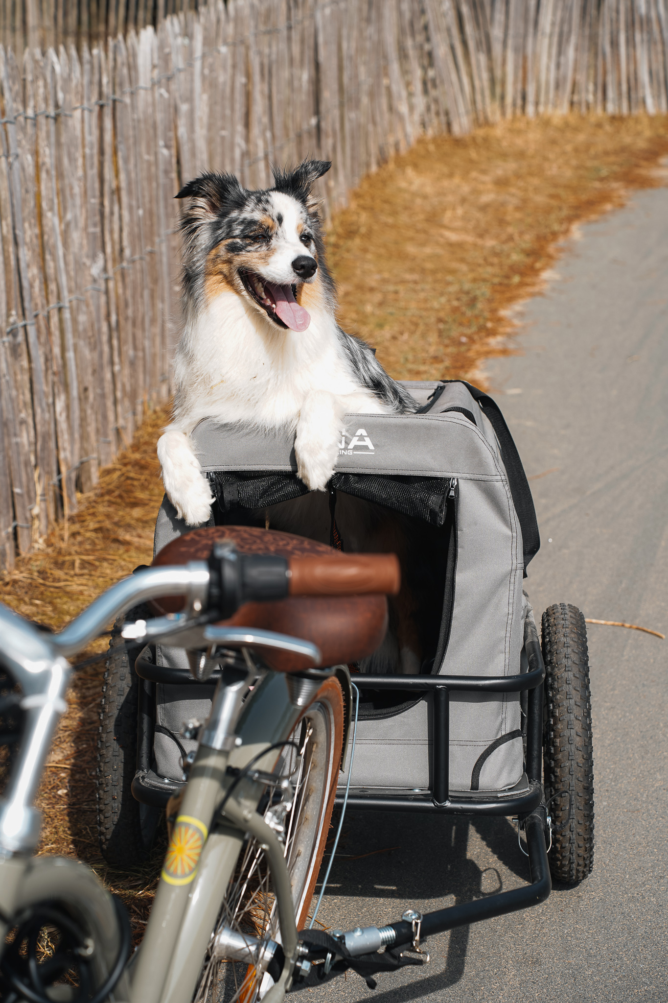 Faire du vélo avec son chien