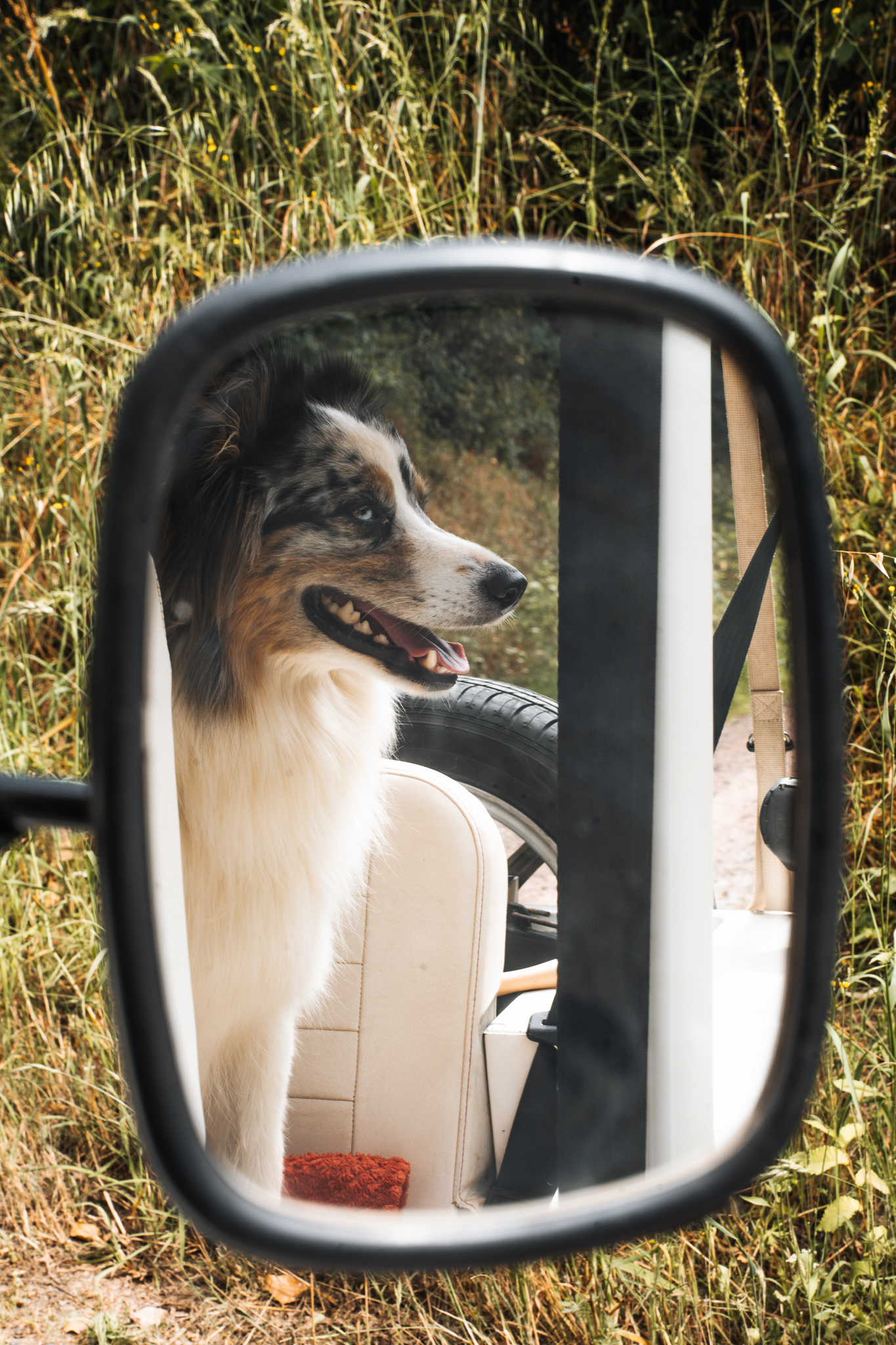Road trip Dog Friendly