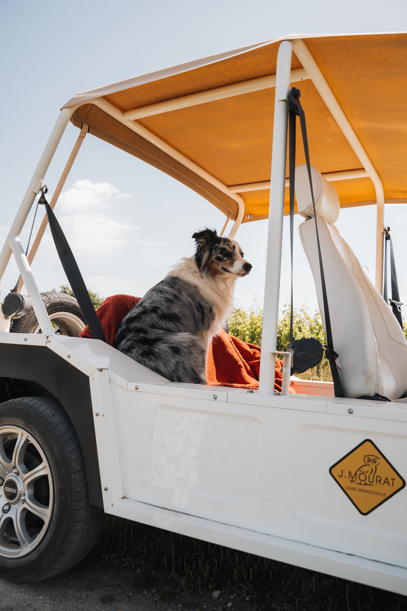 Activités Dog Friendly en Vendée