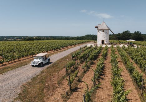 Balade dans les Vignes en Vendée