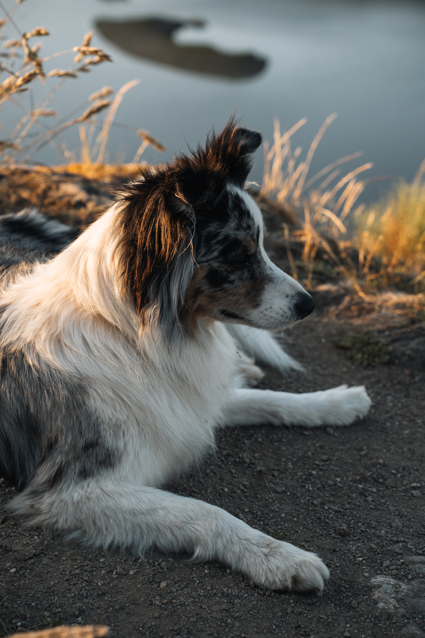 Séjour Dog Friendly dans le Cantal