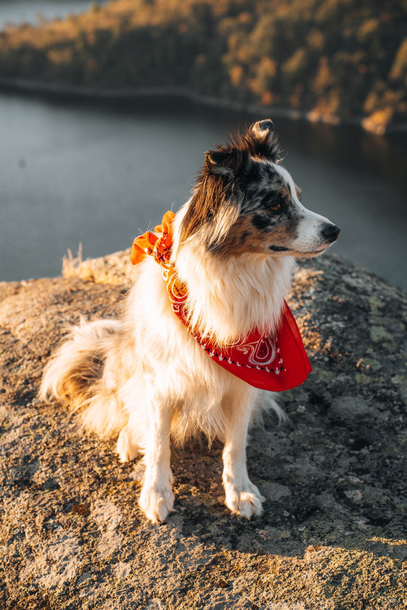 Visiter la Loire avec son Chien Destination Dog friendly en France